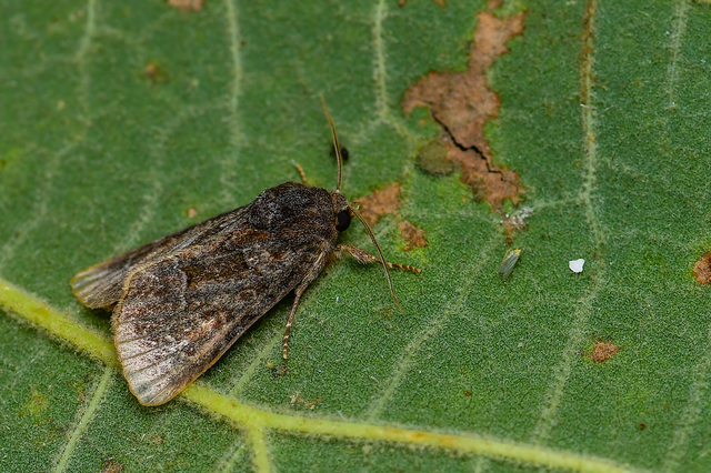 Thalpophila matura - fakó erdeibagoly