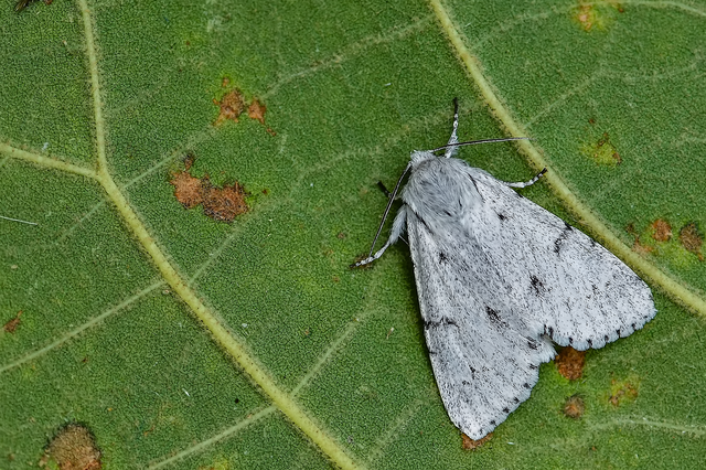 Acronicta leporina - fehér szigonyosbagoly