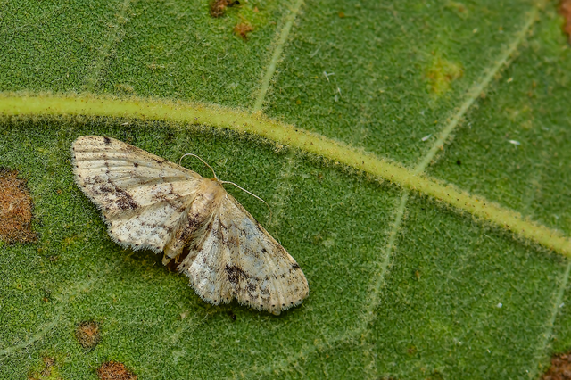 Idaea dimidiata - gyakori apróaraszoló