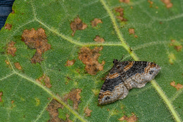 Xanthorhoe ferrugata - kerti tarkaaraszoló