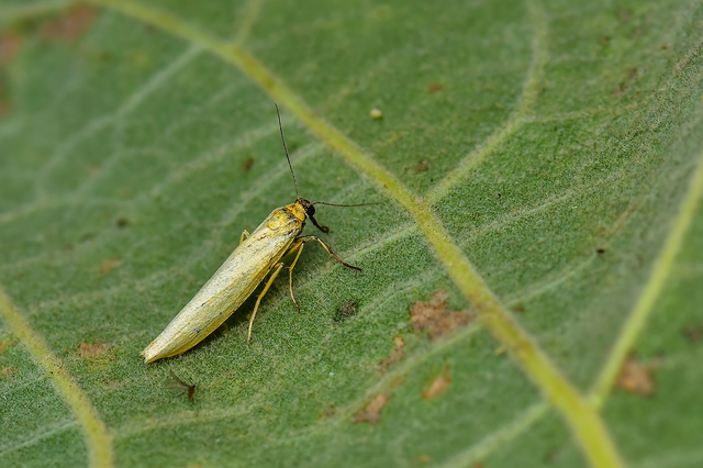 Eilema lutarella - narancsszínű zuzmószövő