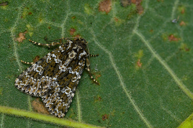 Polymixis polymita - kankalin-tarkabagoly