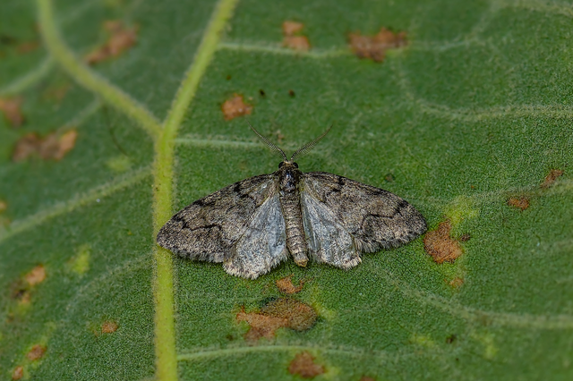 Tephronia sepiaria/Eumannia lepraria