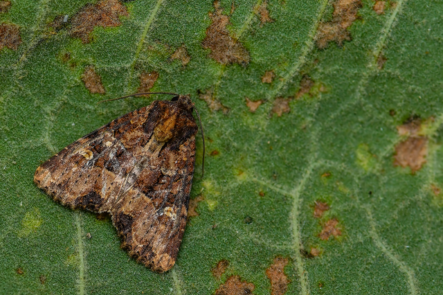 Mesapamea secalella/secalis