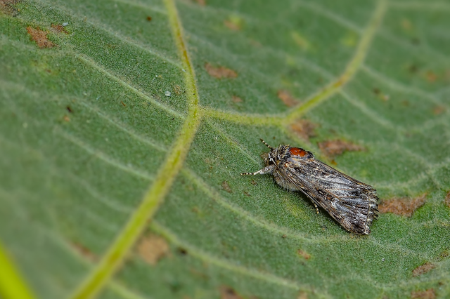 Calophasia lunula - gyújtoványfű-apróbagoly