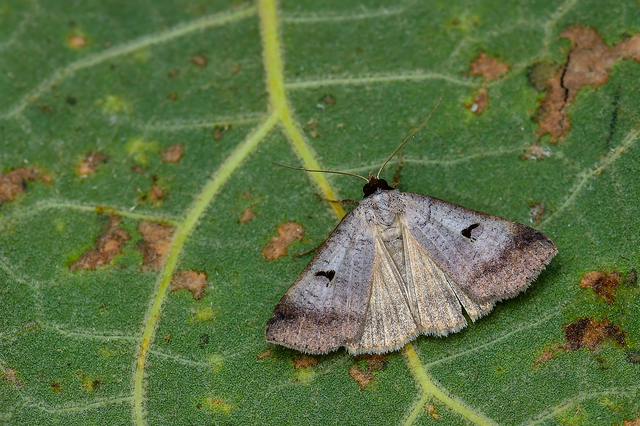 Lygephila pastinum - közönséges csüdfűbagoly