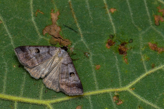 Lygephila pastinum - közönséges csüdfűbagoly