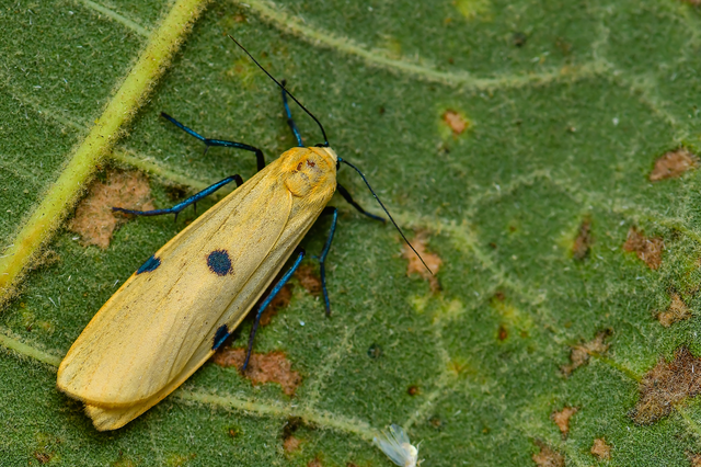 Lithosia quadra - négypettyes zuzmószövő