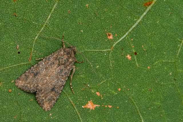 Hadula trifolii - lóherebagoly