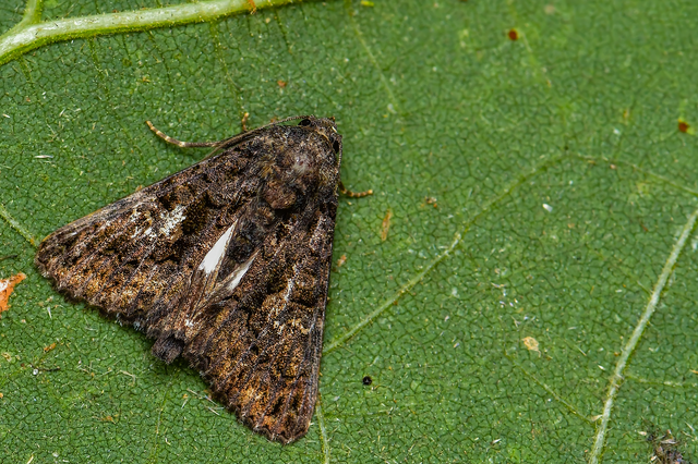 Anophia leucomelas - déli folyófűbagoly