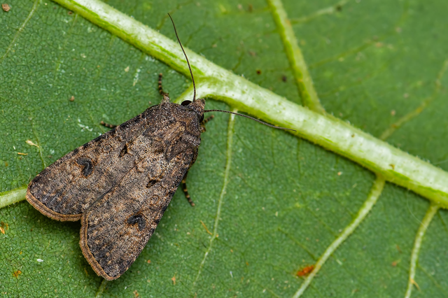 Agrotis segetum - vetési földibagoly