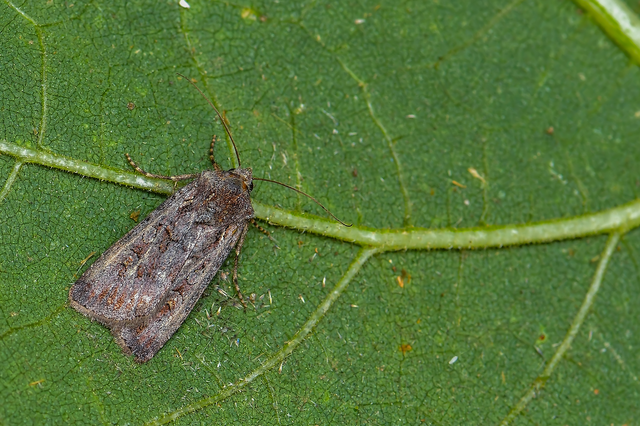 Euxoa Euxoa