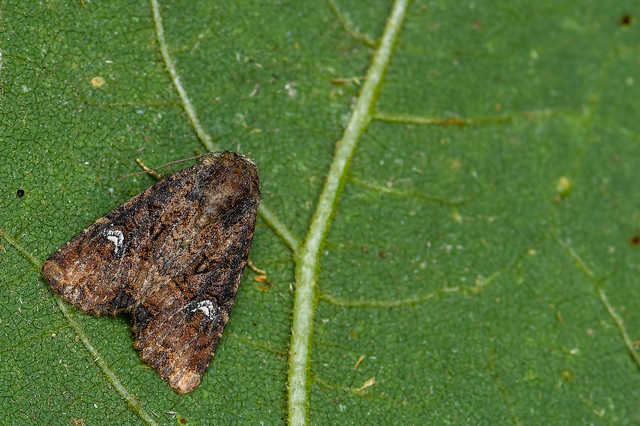 Mesapamea secalella/secalis