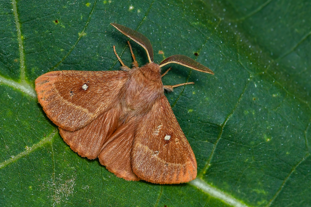 Lasiocampa trifolii - lóhereszövő