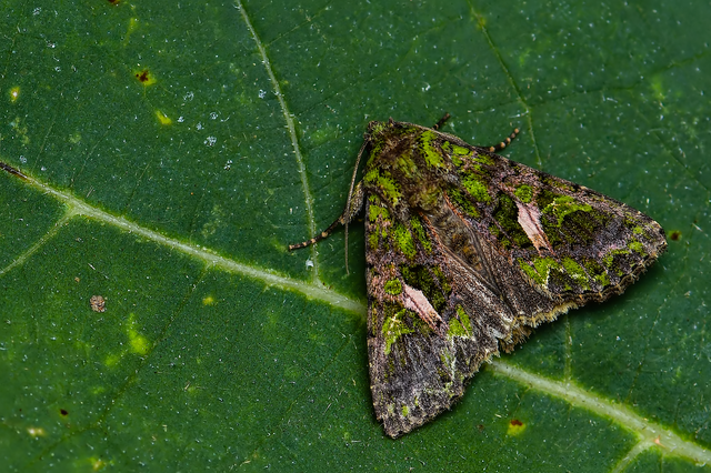Trachea atriplicis - nyári zöldbagoly