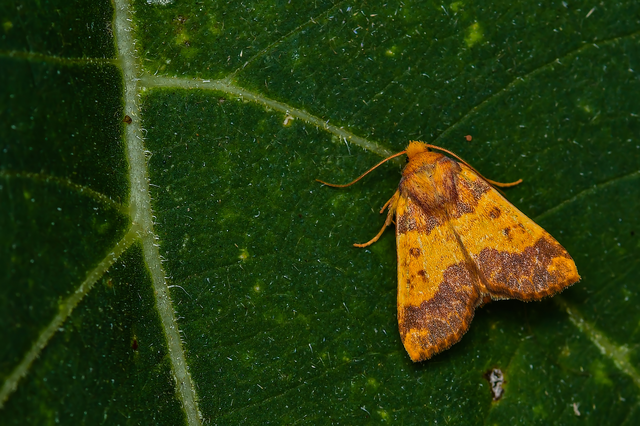 Tiliacea aurago - aranyló sárgabagoly