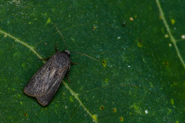 Agrotis segetum - vetési földibagoly