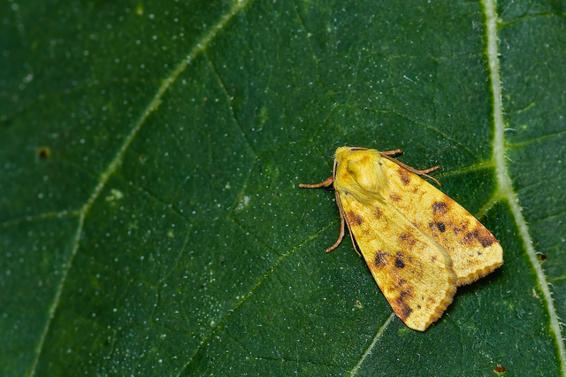 Cirrhia icteritia - nyárfa-sárgabagoly