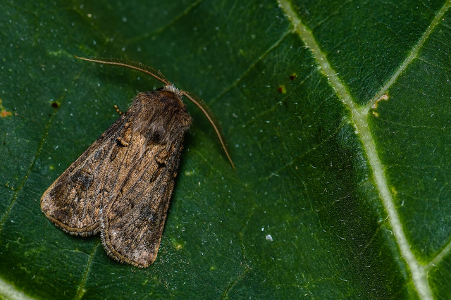 Agrotis bigramma - kétjegyű földibagoly