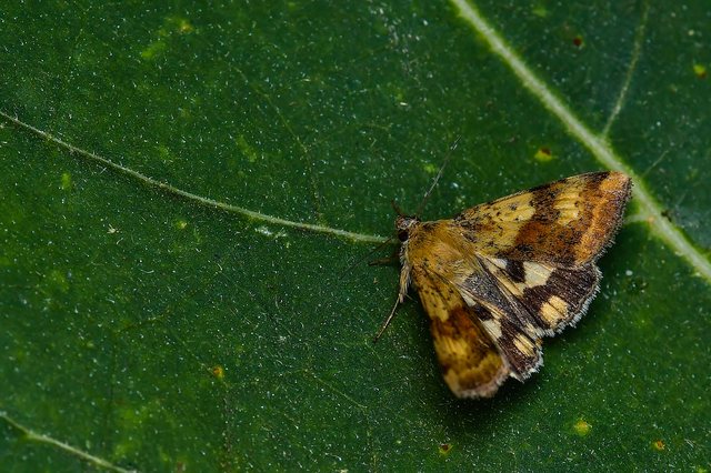 Heliothis adaucta - somkóróbagoly