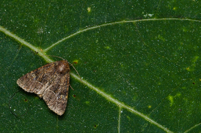 Mesapamea secalella/secalis