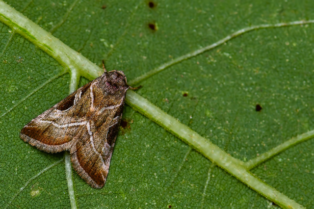 Eucarta virgo - mocsári ametisztbagoly