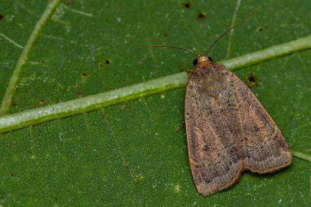Noctua comes - kis sárgafűbagoly