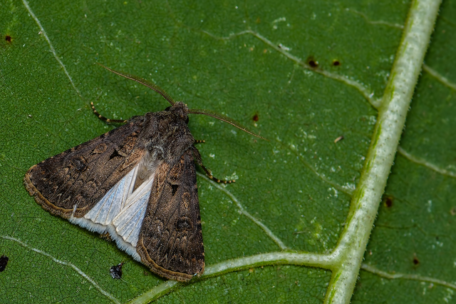 Agrotis bigramma - kétjegyű földibagoly