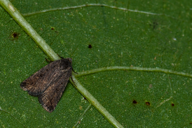 Athetis gluteosa - nyugtalan lápibagoly