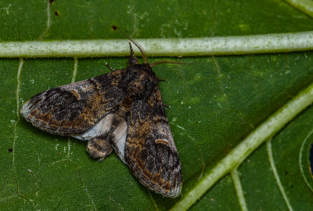 Notodonta tritophus - tarajos púposszövő