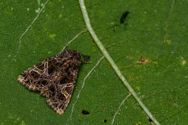 Sideridis rivularis - vörhenyes szegfűbagoly