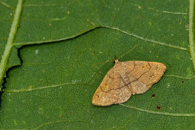 Paracolax tristalis - sárgás karcsúbagoly