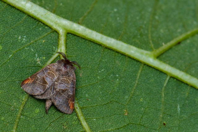 Clostera pigra - apró levélszövő