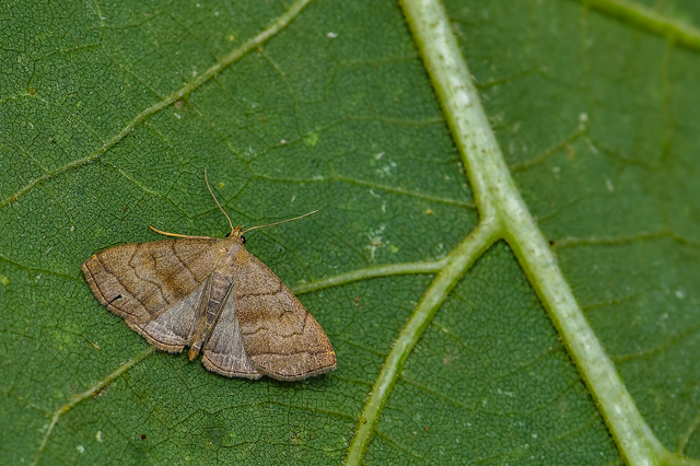 Herminia tarsicrinalis - szőröslábú karcsúbagoly
