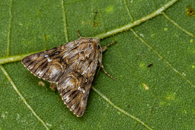 Calophasia lunula - gyújtoványfű-apróbagoly
