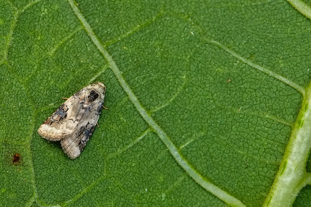 Pseudeustrotia candidula - fehéres apróbagoly