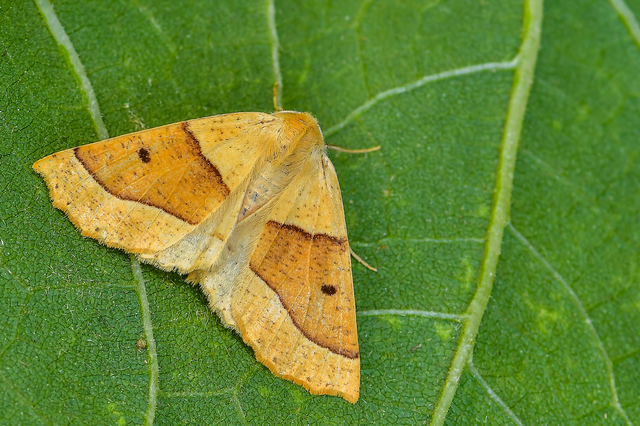 Crocallis elinguaria - sárga sávosaraszoló