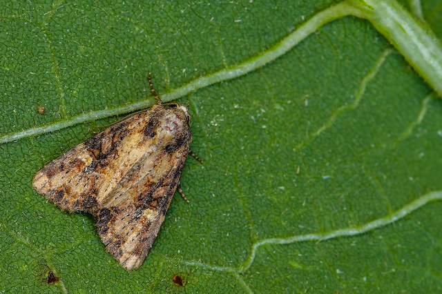 Mesapamea secalella/secalis