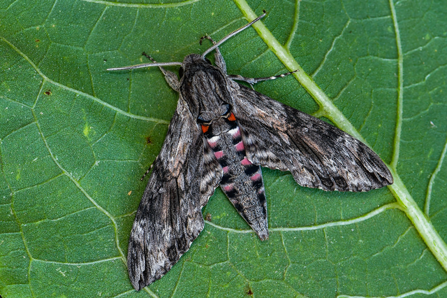 Agrius convolvuli - szulákszender