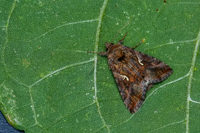 Autographa gamma - gammalepke