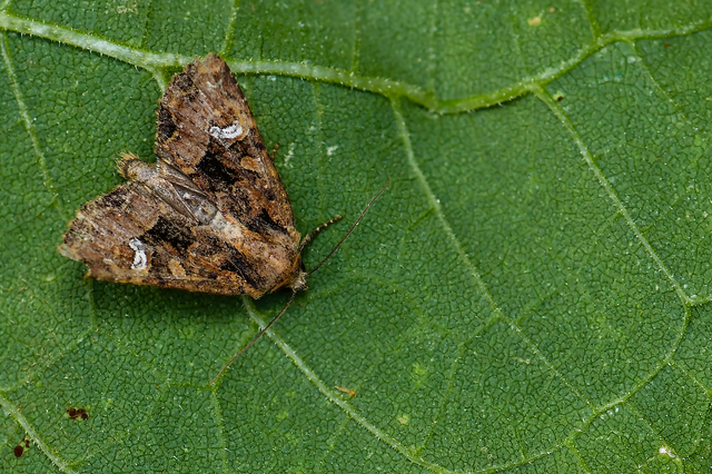 Mesapamea secalella/secalis