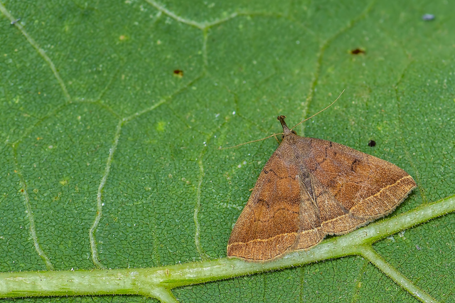 Pechipogo plumigeralis - tollascsápú karcsúbagoly