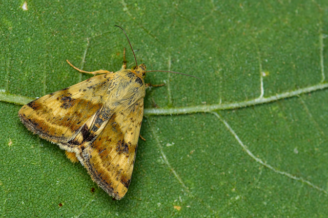 Heliothis adaucta - somkóróbagoly