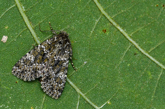 Polymixis polymita - kankalin-tarkabagoly
