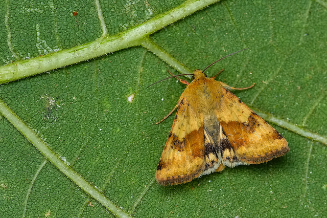Heliothis adaucta - somkóróbagoly