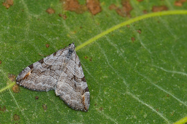 Aplocera plagiata - szürke csíkosaraszoló