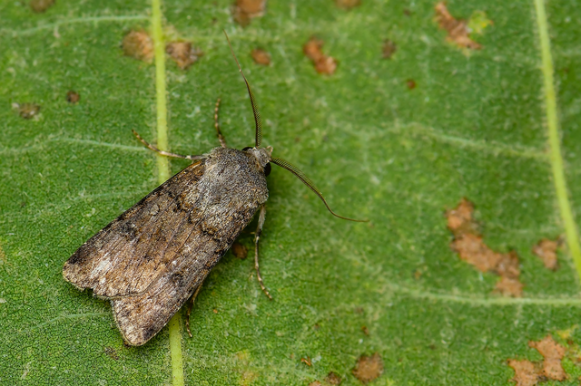 Agrotis bigramma - kétjegyű földibagoly