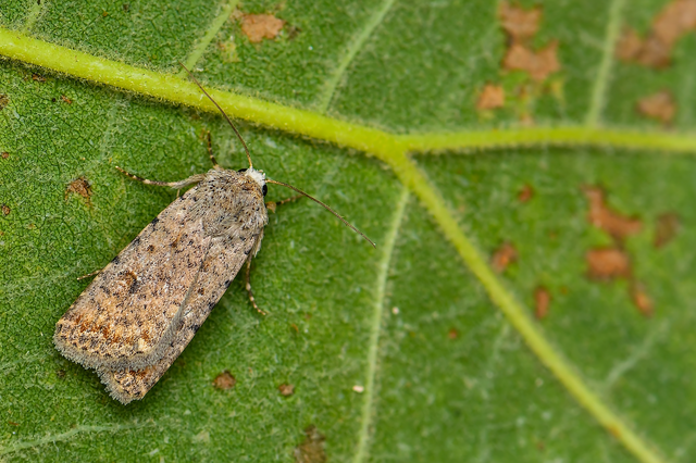 Paradrina clavipalpis - közönséges selymesbagoly