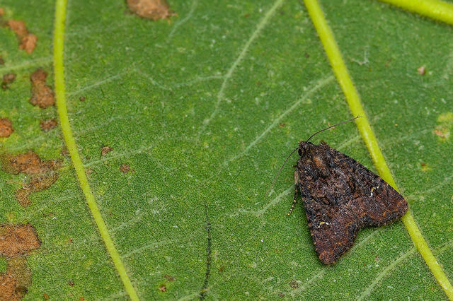 Mesapamea secalella/secalis