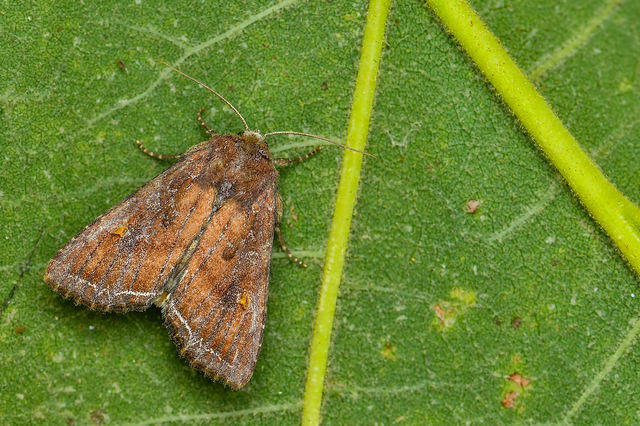 Lacanobia oleracea - saláta-kertibagoly
